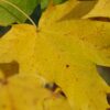 Bolesdoorn | Hoogstam