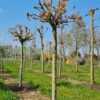 Bolesdoorn | Hoogstam
