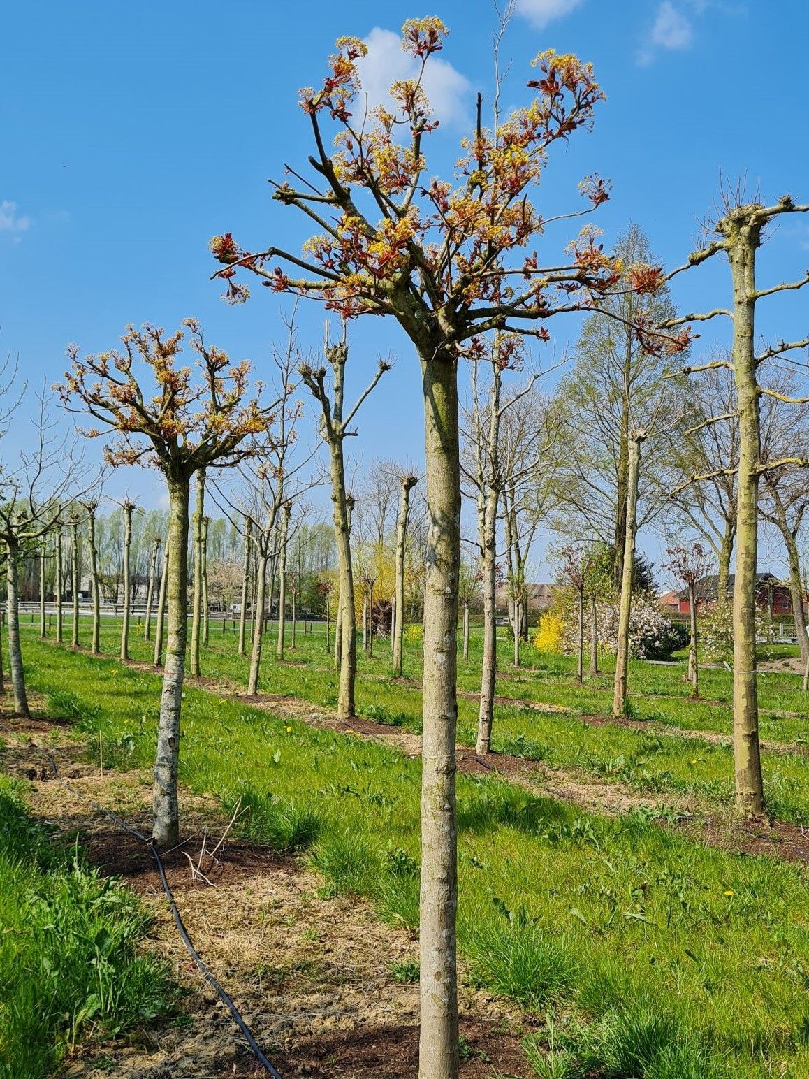 Bolesdoorn | Hoogstam