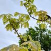 Bonte Noorse esdoorn | Hoogstam