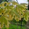 Bonte Noorse esdoorn | Hoogstam
