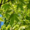 Bonte Noorse esdoorn | Hoogstam