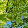Bonte Noorse esdoorn | Hoogstam