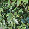 Camellia sasanqua | Struik