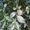 Camellia sasanqua | Struik