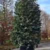 Camellia sasanqua | Struik