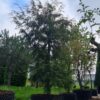Canadese hemlock spar | Laagstam