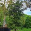 Canadese hemlock spar | Laagstam