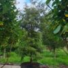 Canadese hemlock spar | Laagstam