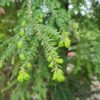 Canadese hemlock spar | Laagstam