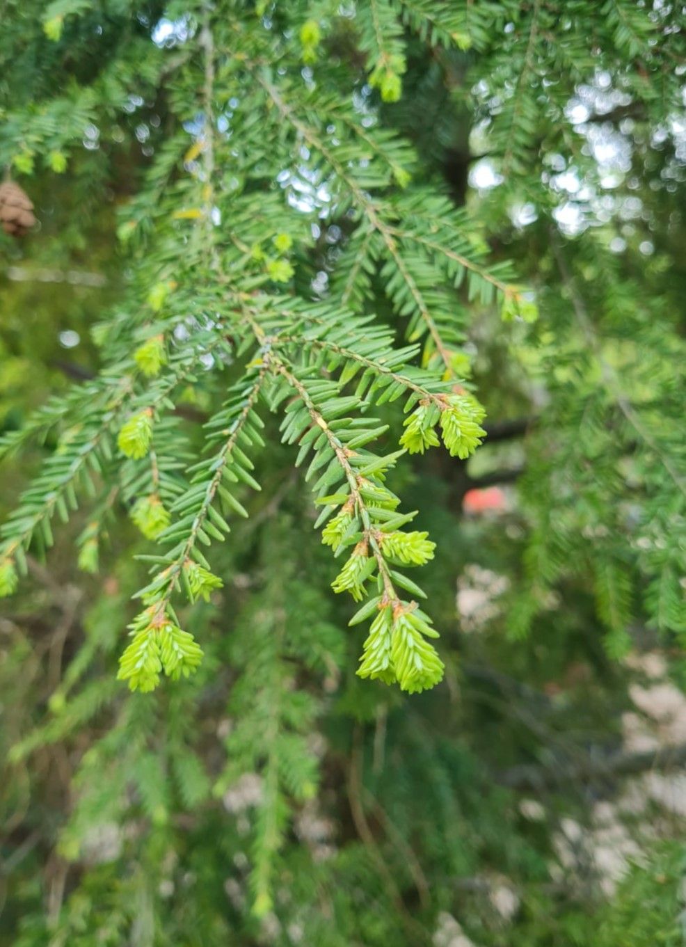 Canadese hemlock spar | Laagstam