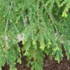 Canadese hemlock spar | Laagstam