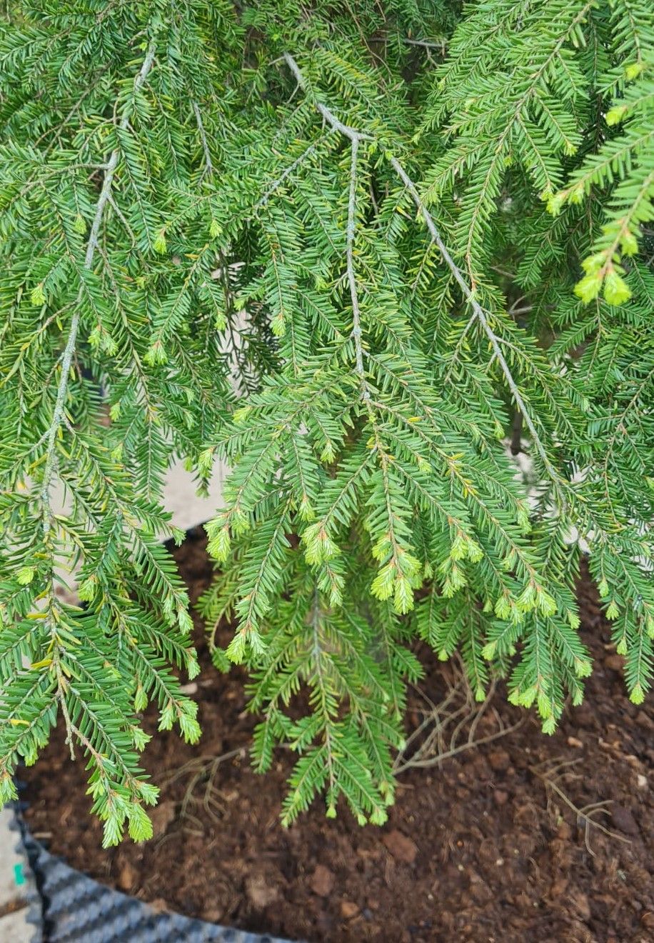 Canadese hemlock spar | Laagstam