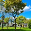 Trompetboom| Hoogstam