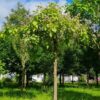 Trompetboom| Hoogstam
