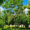 Trompetboom| Hoogstam