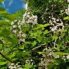 Trompetboom| Hoogstam