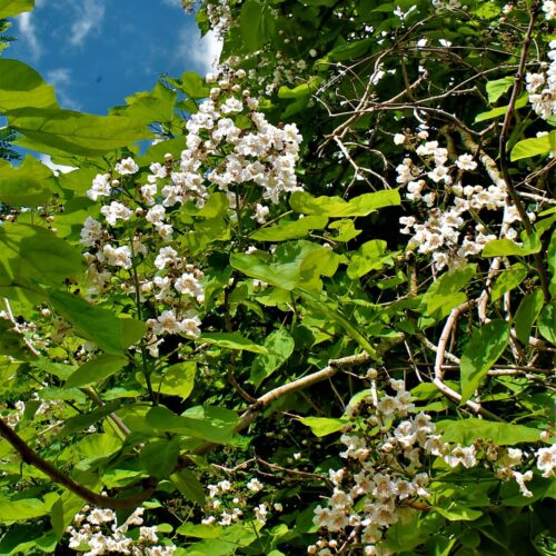 Trompetboom| Hoogstam