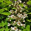 Trompetboom| Hoogstam