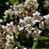 Trompetboom| Hoogstam