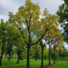 Trompetboom| Hoogstam