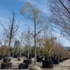 Gele treurwilg | Hoogstam