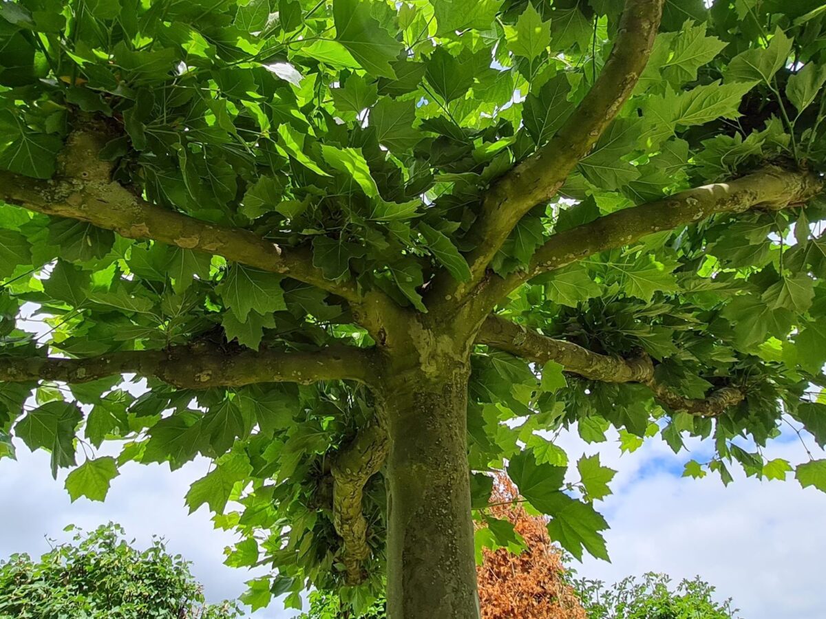 Plataan | Dakvorm