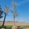 Gele treurwilg | Hoogstam