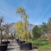 Groene treurwilg | Halfstam