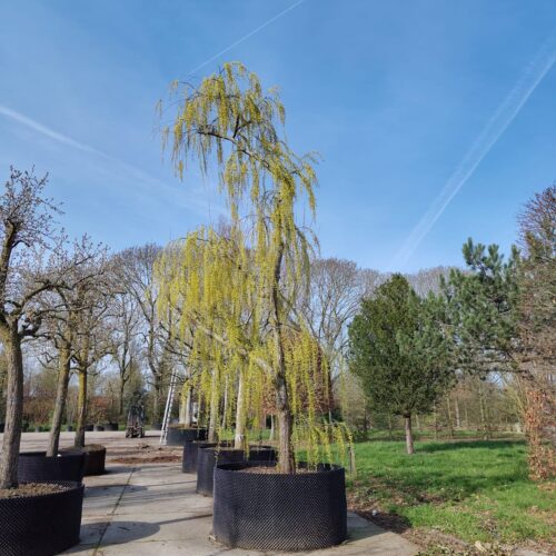 Groene treurwilg | Halfstam