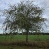 Gele treurwilg | Hoogstam