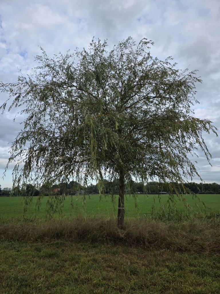 Gele treurwilg | Hoogstam