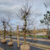 Appelboom 'Goudreinet' | Laagstam