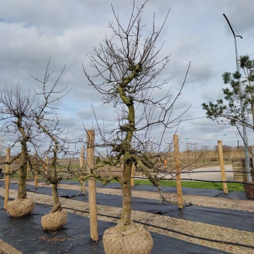 Appelboom 'Goudreinet' | Laagstam