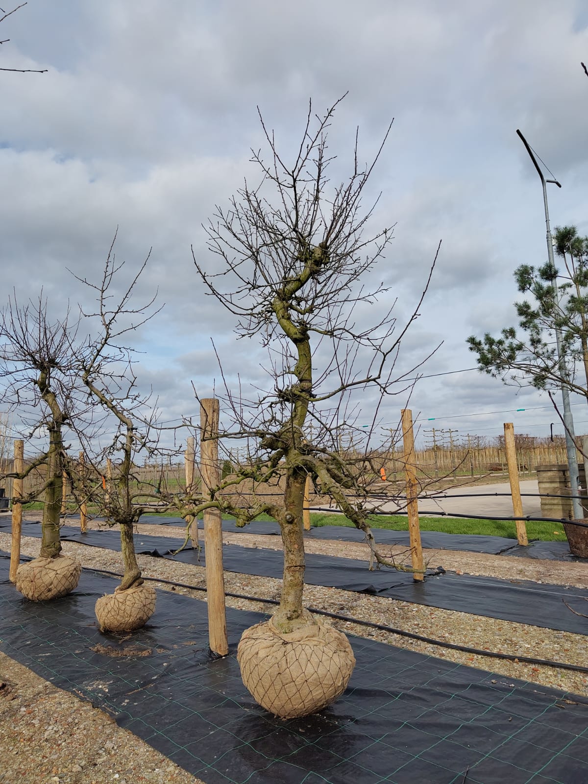 Appelboom 'Goudreinet' | Laagstam
