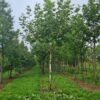 Plataan | Franse knotvorm