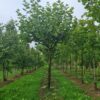 Plataan | Franse knotvorm