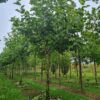 Plataan | Franse knotvorm