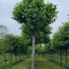 Plataan | Franse knotvorm
