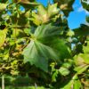 Plataan | Franse knotvorm