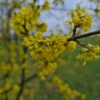 Gele kornoelje | Halfstam