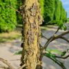 Gele kornoelje | Halfstam