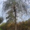 Gele treurwilg | Hoogstam