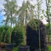 Gele treurwilg | Hoogstam