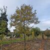 Gele valse Christusdoorn | Hoogstam