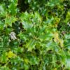 Gewone hulst | Bijenkorf vorm