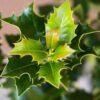Gewone hulst | Struikvorm