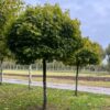 Bolesdoorn | Hoogstam