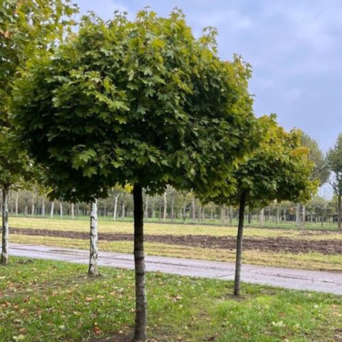 Bolesdoorn | Hoogstam
