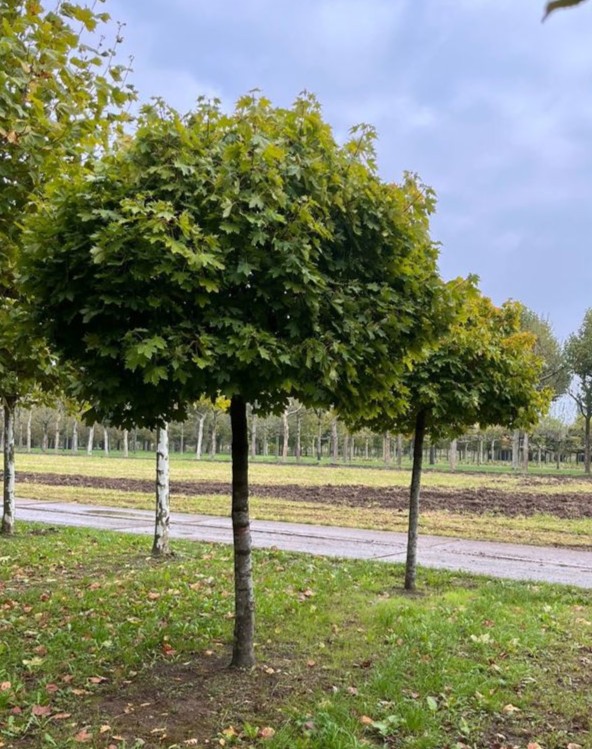 Bolesdoorn | Hoogstam